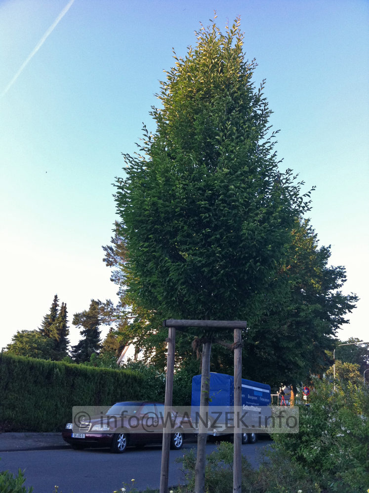 Carpinus betulus Fastigiata - Hochstamm.jpg